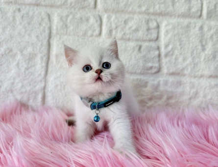 Büyüleyici Güzellik British Shorthair Beyaz - 8375