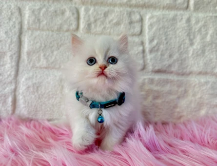 Bembeyaz British Longhair Erkek Bebeğimiz - 8376