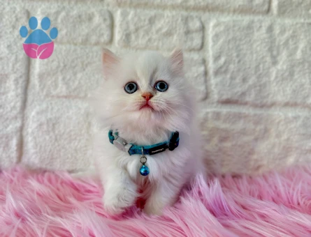 Bembeyaz British Longhair Erkek Bebeğimiz - 8376 - Görsel 3