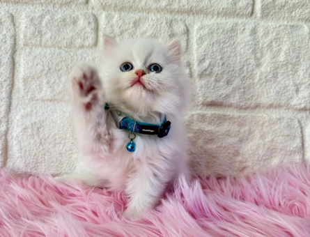 British Longhair Erkek Mavi Gözlü - 8377