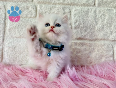 British Longhair Erkek Mavi Gözlü - 8377 - Görsel 3