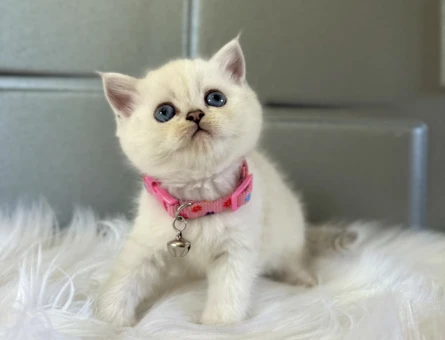 2 Aylık British Shorthair Minnak Yavrumuz - 8378