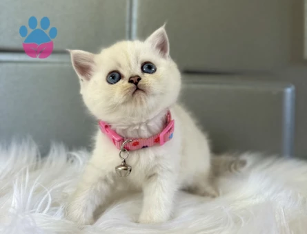 2 Aylık British Shorthair Minnak Yavrumuz - 8378 - Görsel 3