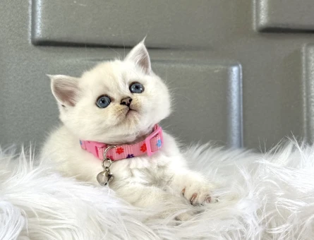 Mükemmel Güzelllk British Shorthair - 8379