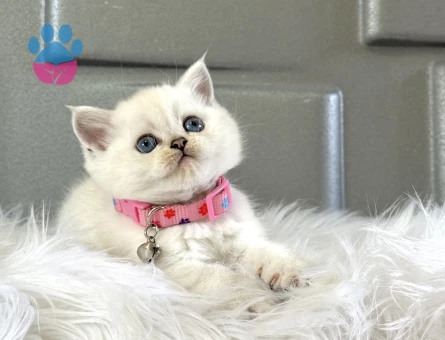 Mükemmel Güzelllk British Shorthair - 8379 - Görsel 3