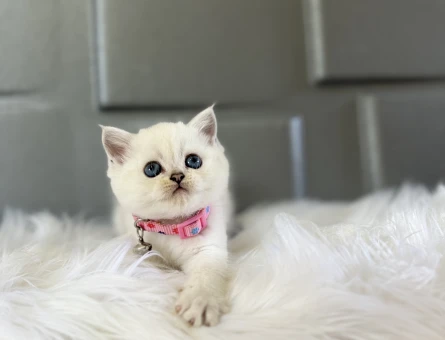 British Shorthair Blue Point Dişi Yavrumuz - 8382