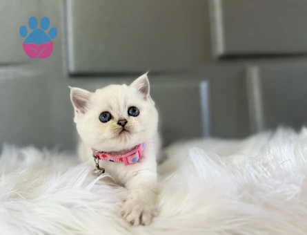 British Shorthair Blue Point Dişi Yavrumuz - 8382 - Görsel 3