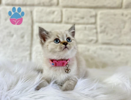 Mükemmel Uyum British shorthair Lynx Point - 8383 - Görsel 3