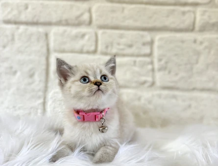 Mükemmel Uyum British shorthair Lynx Point - 8383