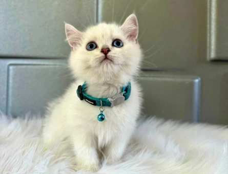 Safkan Beyaz Point British Shorthair Erkek Kedi - 8384