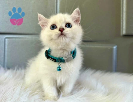 Safkan Beyaz Point British Shorthair Erkek Kedi - 8384 - Görsel 3