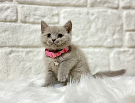 Nadir Renk Bulunan British Shorthair Lilac Dişi - 8385