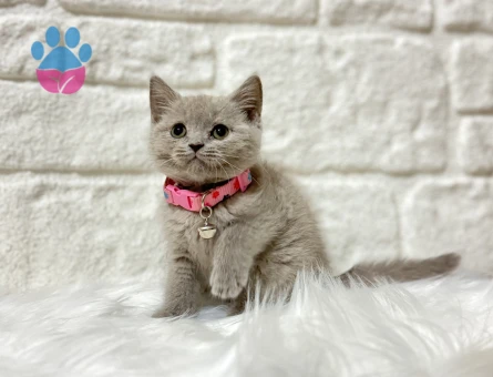 Nadir Renk Bulunan British Shorthair Lilac Dişi - 8385 - Görsel 3