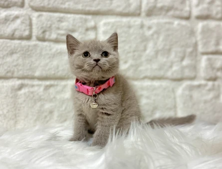 Muhteşem Renk British Shorthair Lilac Dişi - 8386