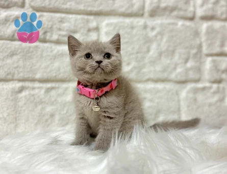 Muhteşem Renk British Shorthair Lilac Dişi - 8386 - Görsel 3
