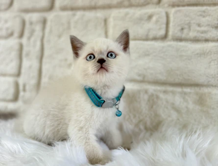 Cam Göz British Shorthair Blue Point Erkek - 8387
