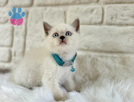 Cam Göz British Shorthair Blue Point Erkek - 8387 - Görsel 3