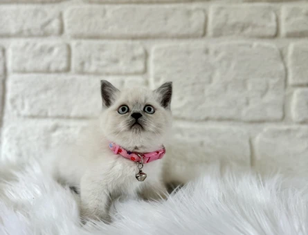 British Shorthair Dişi Güzelliğimiz - 8388