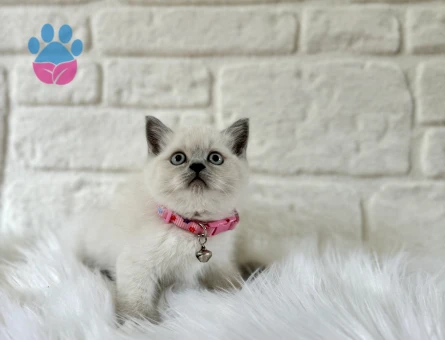 British Shorthair Dişi Güzelliğimiz - 8388 - Görsel 3