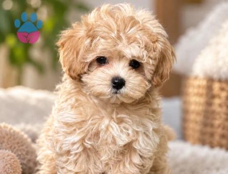 Teddy Surat Maltipoo Yavrumuz Yeni Ailesini Bekliyor - 8389 - Görsel 3