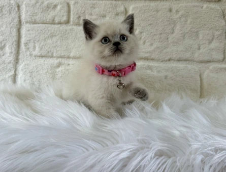 Şahane Güzellik British Shorthair Blue Point Dişi - 8390