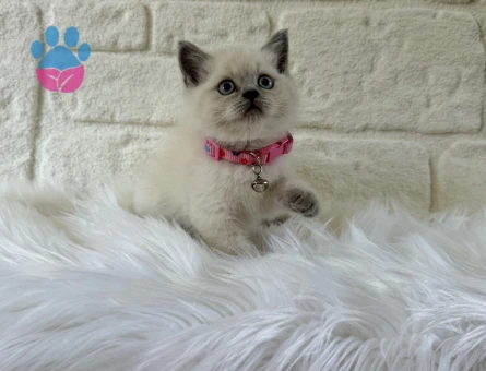 Şahane Güzellik British Shorthair Blue Point Dişi - 8390 - Görsel 3