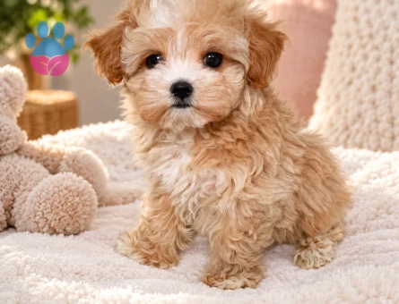 Minik Maltipoo Yavrumuz Yeni Yuvasını Arıyor - 8391 - Görsel 3