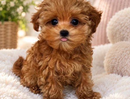 Apricot Maltipoo Yavrumuz Ailesini Bekliyor - 8392