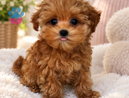 Apricot Maltipoo Yavrumuz Ailesini Bekliyor - 8392 - Görsel 3