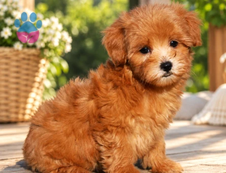 Cream Maltipoo Yavrumuz Yeni Yuvasına Hazır - 8394 - Görsel 3