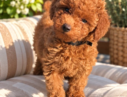 Pofuduk Toy Poodle Yavrumuz Yeni Ailesini Bekliyor - 8417