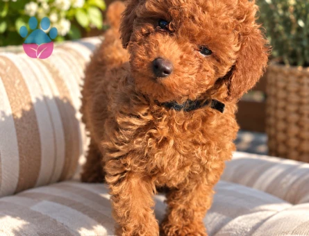 Pofuduk Toy Poodle Yavrumuz Yeni Ailesini Bekliyor - 8417 - Görsel 3