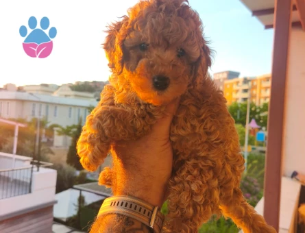 Toy poodle yavrularımız - 8423 - Görsel 4