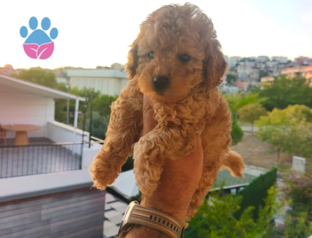 Toy poodle yavrularımız - 8423
