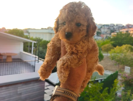 Toy poodle yavrularımız - 8423