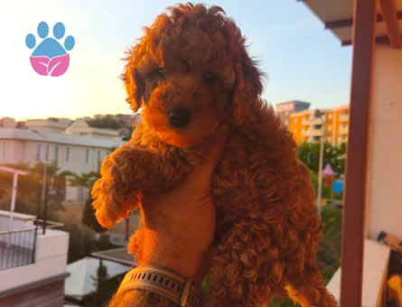 Toy poodle yavrularımız - 8423 - Görsel 3