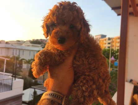 Tüy Dökmeyen Poodle bebekler - 8426