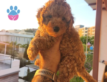 Tüy Dökmeyen Poodle bebekler - 8426 - Görsel 3