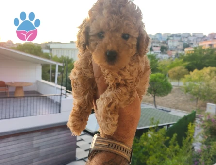 Tüy Dökmeyen Poodle bebekler - 8426 - Görsel 4