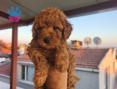 Tüy Dökmeyen Poodle bebekler - 8426 - Görsel 5