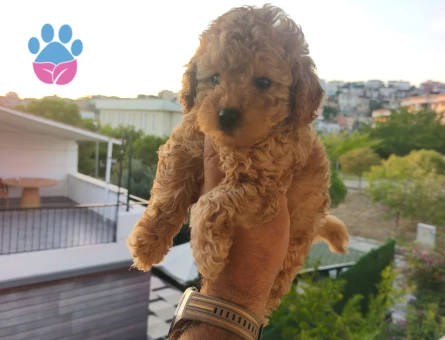 Tüy Dökmeyen Poodle bebekler - 8427 - Görsel 3