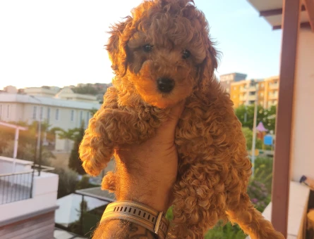 Tüy Dökmeyen Poodle bebekler - 8427