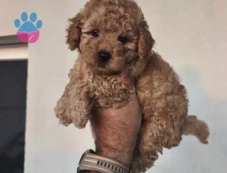 Tüy Dökmeyen Poodle bebekler - 8427 - Görsel 5