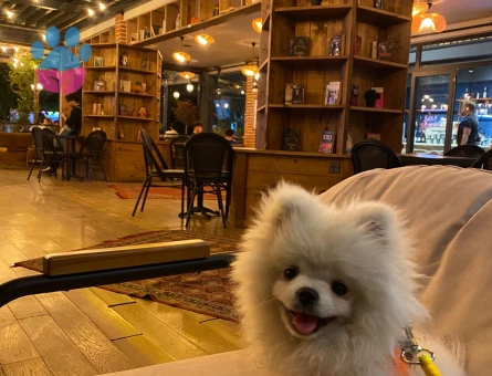 Yeni yuvasını arayan Pomeranian yavrumuz - 8428