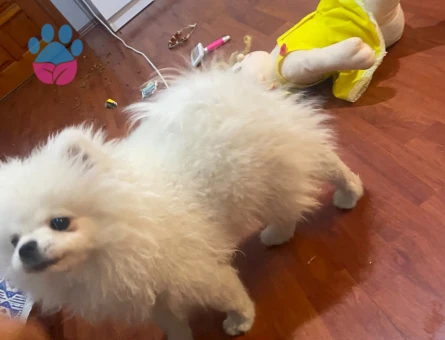 Yeni yuvasını arayan Pomeranian yavrumuz - 8428 - Görsel 3