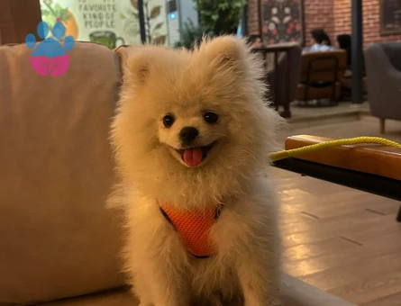 Yeni yuvasını arayan Pomeranian yavrumuz - 8428 - Görsel 4
