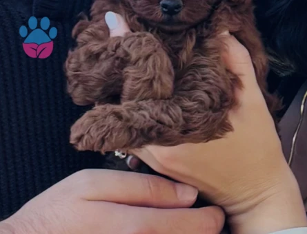 Poodle sahiplendirme - 8431