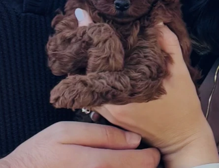 Poodle sahiplendirme - 8431
