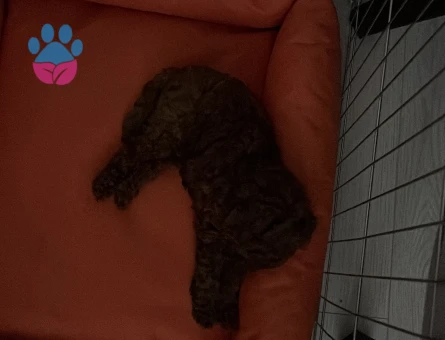 Poodle sahiplendirme - 8431 - Görsel 3