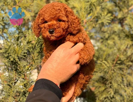 Kore Poodle bebeklerimiz - 8433 - Görsel 3